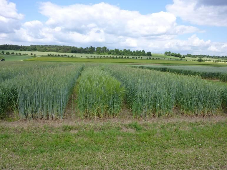 Triticale,, Roggen, Artenmischungen - der ideale GPS-Anbau - Abteilung Pflanzenproduktion Energiepflanzen