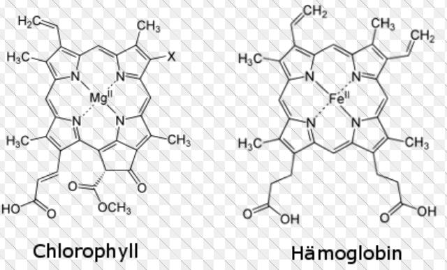 ist eine Chlorose? Bei Magnesiummangel kann es zu Chlorosen kommen.