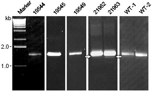 Ergebnisse 60 3.4.3 RT-PCR Die Long-Range -PCR (2.2.6.5, S.