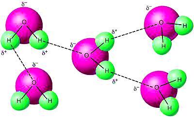 7.6 Wasserstoffbrücken-Bindungen Voraussetzung zur Ausbildung dieser zwischenmolekularen Wechselwirkungen ist ein positiv polarisiertes H-Atom und ein freies Elektronenpaar an einem stark