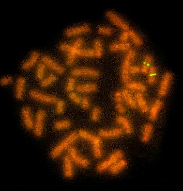 Einschub: In Situ Hybridisation Clone kann man direkt mit Chromsomen hybridisieren Zuordnung von Clonen zu Chromosomen