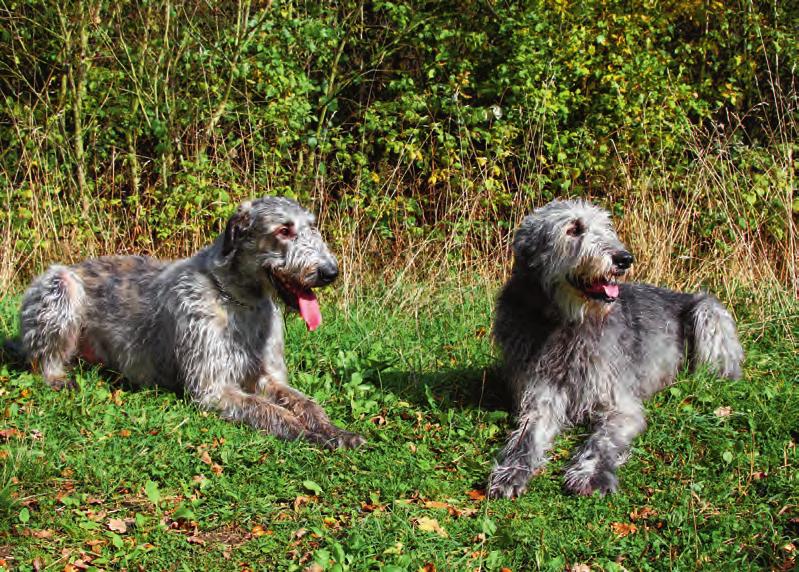 Der Irish Wolfhound soll nicht ganz so schwer oder massig sein wie die Deutsche Dogge, aber mehr als der Deerhound, dem er sonst im Gesamttyp ähneln soll.