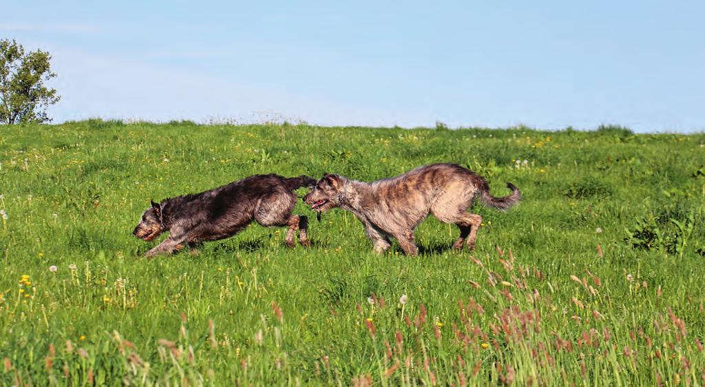 Irish Wolfhounds haben schon als Welpe die Größe eines kleinen bis mittelgroßen ausgewachsenen Hundes. 17. Jahrhundert drastisch. Das hatte vermutlich mit der Weiterentwicklung der Jagdwaffen zu tun.