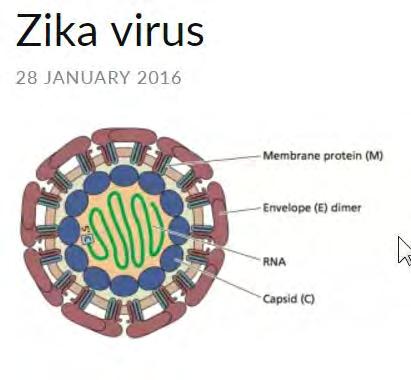Struktur & Historie Historie: 1947 Virus entdeckt und benannt nach dem Zika Forest in Uganda Es sieht wie jedes andere Flavivirus aus: 1952, erste humane Fälle, seither immer mal wieder kleinere