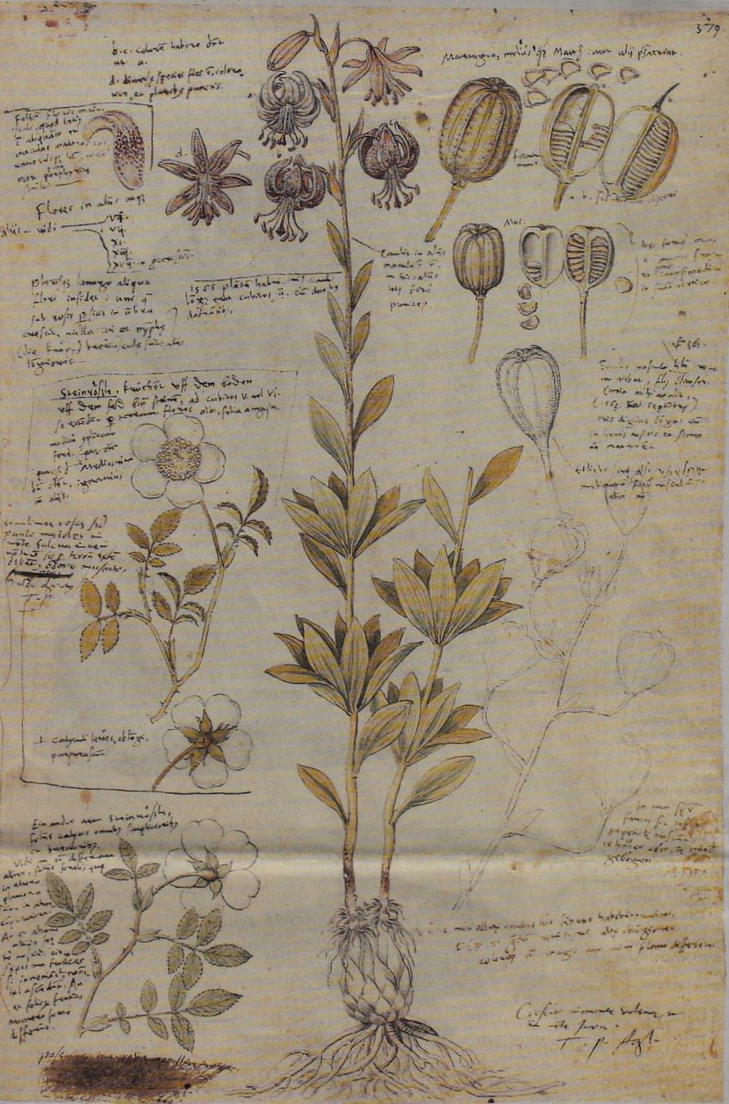 -3- Gessners eigene Illustrationen in der «Historia plantarum»