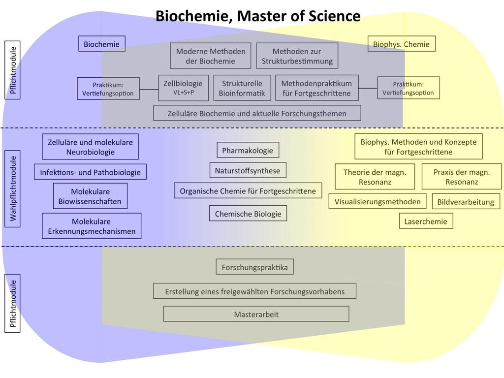 Schematische Konzeption des Masterstudiums Biochemie Neben einer breiten und grundlegenden Ausbildung in allen Aspekten der modernen Biochemie bestehen Vertiefungsmöglichkeiten in den