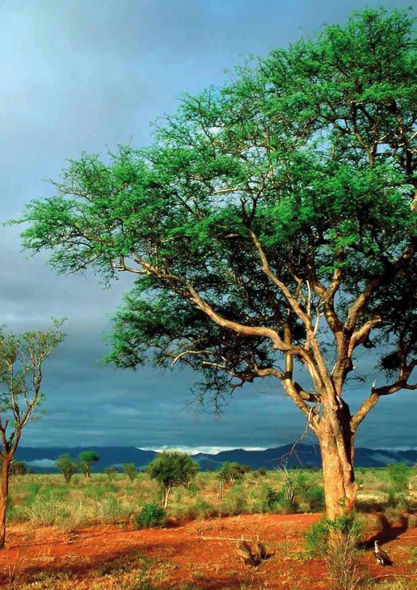 Afrika Plainsgame Kaliberempfehlungen Afrika bietet uns Mitteleuropäern jagdlich im Bereich Plainsgame ein breites