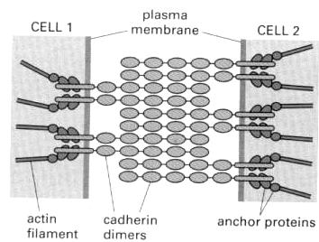 Adherens junction sind normalerweise kleine punktuelle Befestigungen. In der Epithelschicht gibt es aber auch eine kontinuierliche adhesion belt, die um die Zelle unterhalb der tight junction geht.