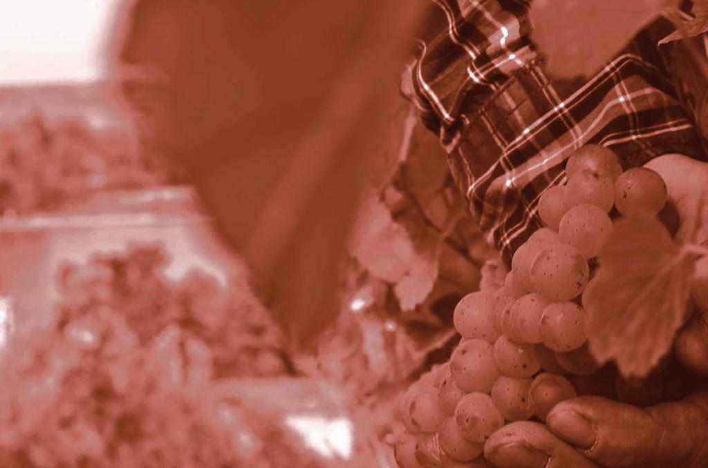 Jost Senfter setzt im Weinbau auf traditionelle Werte, wie Handlese (60%), schonende Verarbeitung der Trauben und viel Zeit zur natürlichen Reife und Entwicklung der Weine.