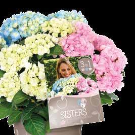 zeigt größeres Exemplar Sieger Chelsea Flower Show HORTENSIENBLAU Zur Erhaltung der Blaufärbung 200