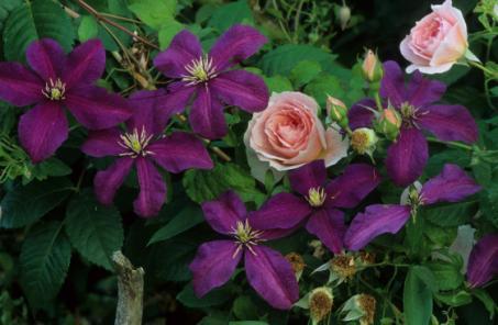 Rosafarbene Rosen wie z.b. Rosanna, Rosarium Uetersen und 'Fassadenzauber' passen sehr gut zu blauvioletten Clematis. Neben der äußerst robusten C. viticella Etoile Violette sind noch C.
