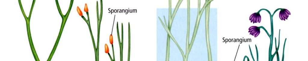 Gefäßpflanzen: Psilophyten (Urfarngewächse)