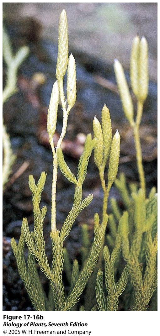 Die erste Abzweigung der rezenten Gefäßpflanzen: Bärlappgewächse Gruppen von Sporophyllen (= spezialisierte, Sporangien