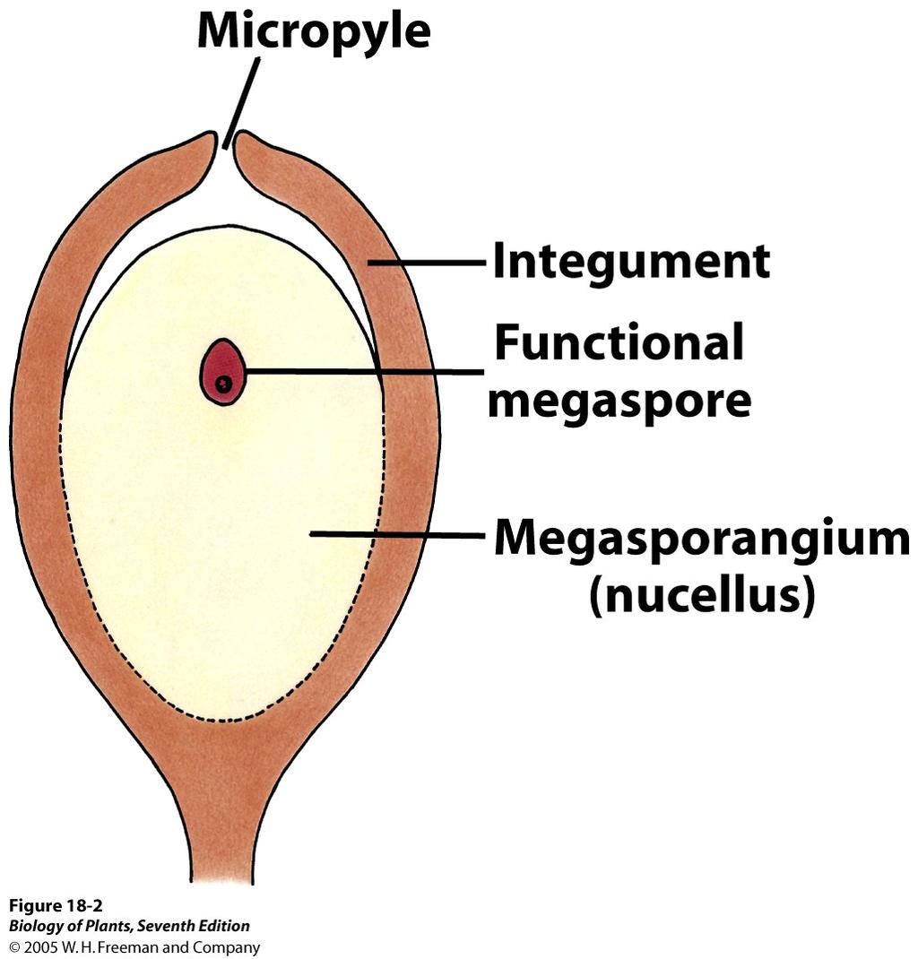 Die Entwicklung hin zur Samenanlage Mikropyle 1. Megasporen werden durch das Megasporangium nicht mehr freigegeben Integument Funktionsfähige Megaspore Megasporangium (Nucellus) 2.