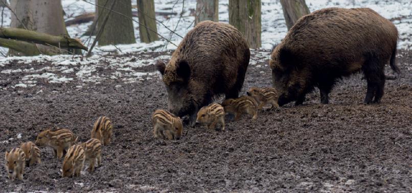 Säugende Bache: Frischlinge sind noch gestreift Schwarzwildrotte mit gestreiften Frischlingen und zu schonenden säugenden Bachen (Quelle: MA 49 Forstamt Wien) Führende Bache: Frischlinge haben keine