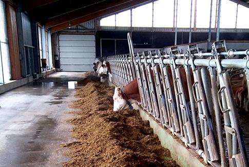 Trotz strohloser TMR fressen die Kühe mehr, geben mehr Milch und im Kuhstall herrscht wesentlich mehr Ruhe als vorher, so die klare Aussage von Verena Hußmann.