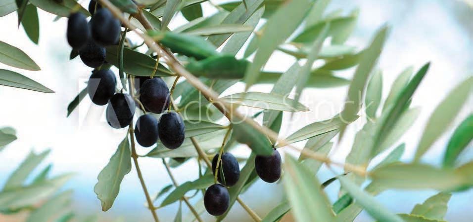 Oliven & Antipasti Die Bio-Oliven unserer Partner-Produzenten aus Italien werden in unserer Manufaktur zu vielfältigen Varianten weiterverarbeitet: grüne und dunkle Oliven mit und ohne Stein, pur