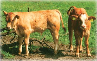 Jungrindfleischproduktion Ebenfalls meist Gebrauchskreuzungen Kühe mit guter Milchleistung (z. B.