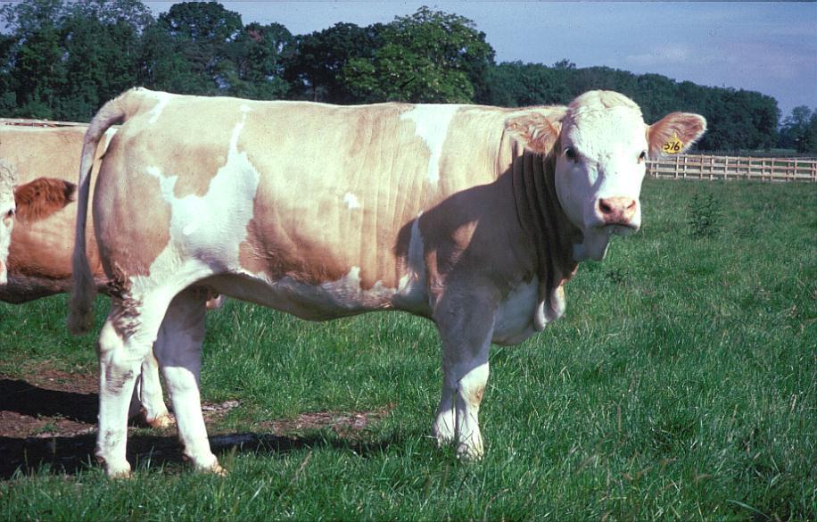 Fütterung der Mutterkuh Zu fette Kühe sind überversorgt (zu gute GF-Qualität, Maissilage) neigen zu