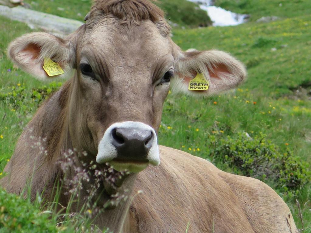 Tierkennzeichnung Betriebe mit Kennzeichnungen im Jahr 2015 Tierarten Anzahl Betriebe 2015/14 Rinder (R) 5.