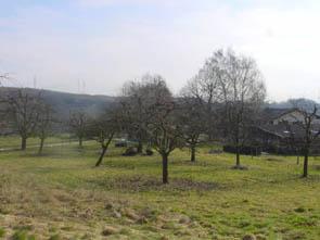 Baumwiese "Ofenlöchle" Ingersheim Neupflanzung von Obstbaum-Hochstämmen auf