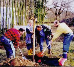 Februar 2000 Gemeinde Ingersheim Pflanzaktion unterstützt vom OGV