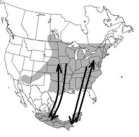 V. Kommt nach Hause, meine Vögel! 6 Punkte Abbildung 1: Wanderungswege der Indigofinken Die Indigofinken wandern vom östlichen Teil Nordamerikas fast 4000 km nach Süden.