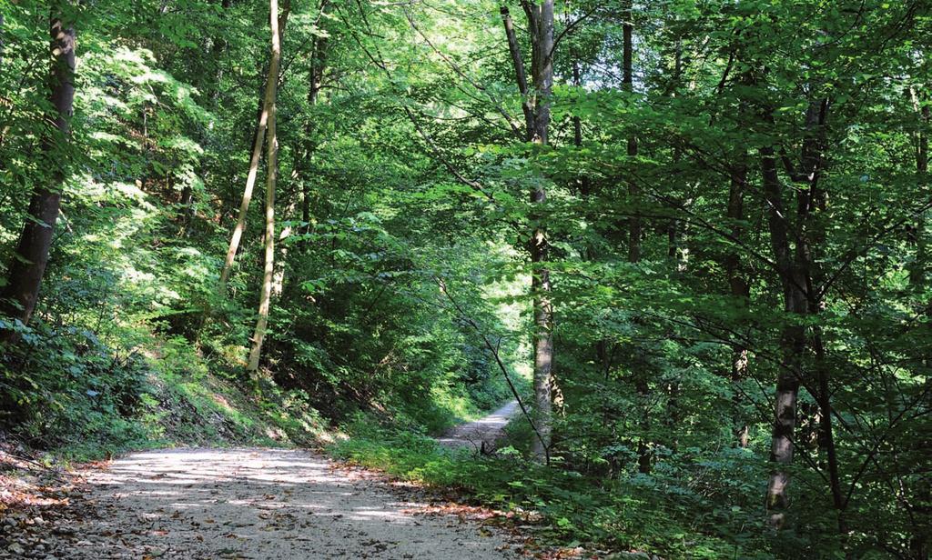 PFLEGE UND BEWIRTSCHAFTUNG DES WALDES IN EINER HAND Im Landkreis Tübingen ist die Abteilung Forst im Landratsamt Ihr kompetenter Ansprechpartner für alle Fragen rund um den Wald.