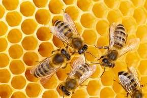 Text G: Gut gebaut! AUFGABE 9 Lesen Sie den Artikel über die Bienenwaben und entscheiden Sie, welche Wörter aus der folgenden Liste (A-F) inhaltlich in die Lücken des Textes (46a-50a) passen.