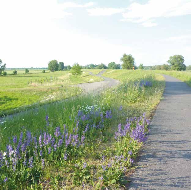 Oderradweg bei