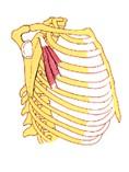 Funktion: heben der Schulter bei Verkürzung: Verspannungen im Nacken bis Kopfschmerzen m.