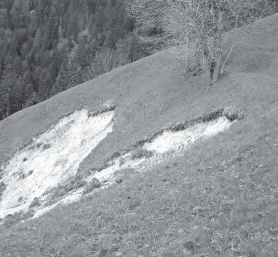 Spuren von Hangmuren im Ausbruchbereich: Anriss einer Hangmure 2 1 Hangmuren bilden sich lokal an mehr oder weniger steilen Hängen, wobei meist eine starke Wassersättigung des Untergrundes bzw.