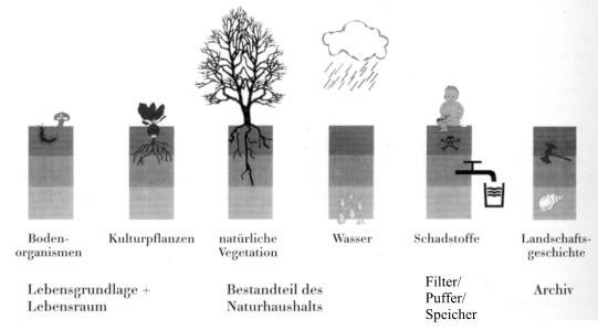 Der Boden erfüllt viele Aufgaben Natürliche Bodenfunktionen Quelle: