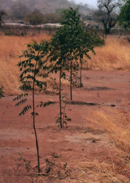 Sahel Vert - Dagaï Baumpflanzprojekt und Partnerschaft in Dagaï, Nordkamerun Sahel Vert (grüne Sahelzone) ist ein Projekt zur Selbsthilfe in
