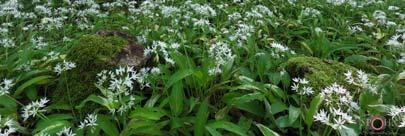 Trockenrasen, auf denen man nahezu die Hälfte der in Deutschland vorkommenden Orchideenarten bewundern kann.