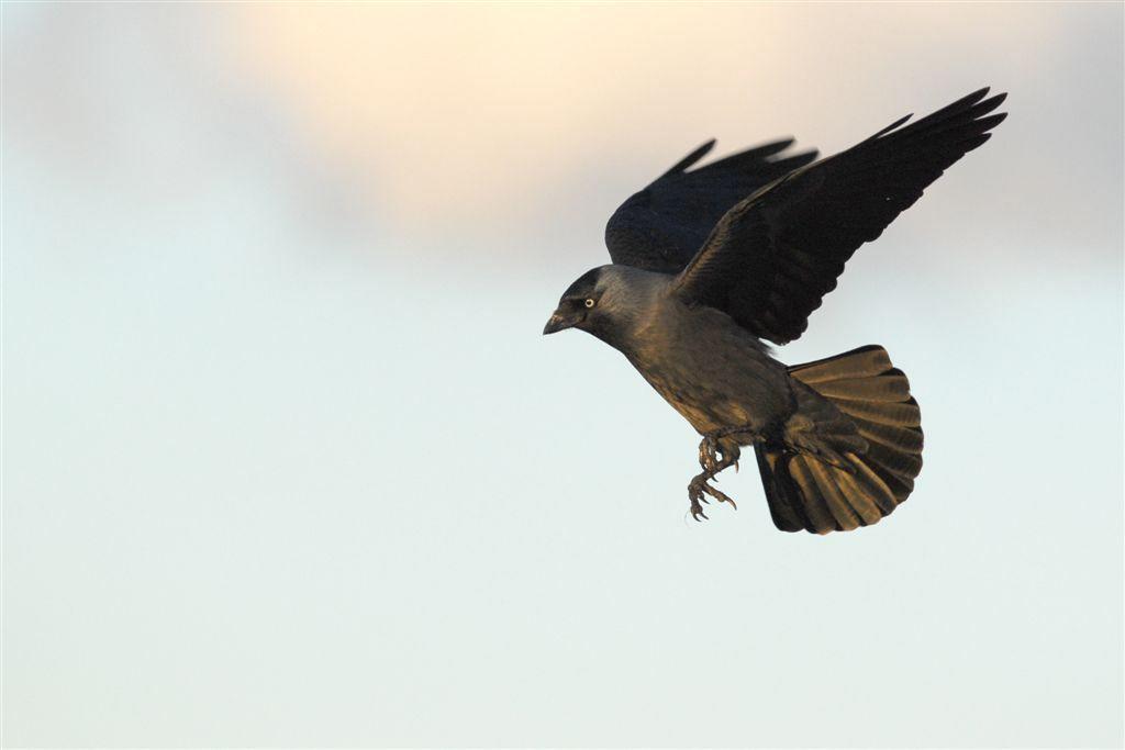 Wertvolle Daten über Dohlen in Leipzig Der Vogel des Jahres 2012 wurde intensiv beobachtet Im Winter ist Leipzig ein Mekka für Dohlen (Corvus monedula).