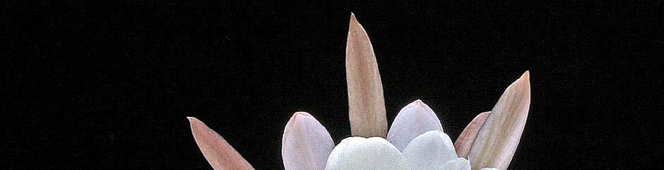 W. Rausch: Echinopsis millarensis Rausch spec. nov.