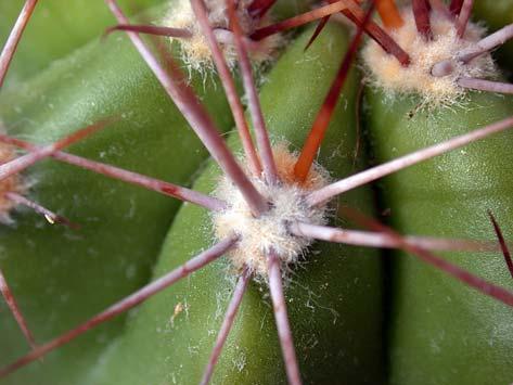 Dr. K. Müller / P. Neumann: Echinopsis caineana Abb.