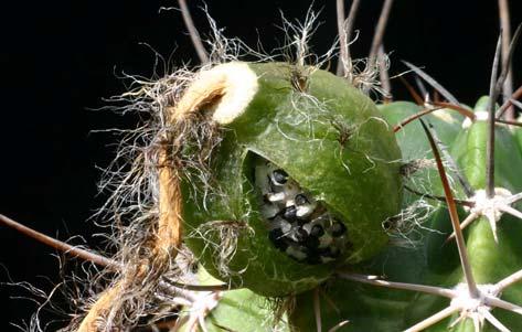 W. Rausch: Echinopsis millarensis Rausch spec. nov. lang, alle Dornen pfriemlich, dunkelgrau mit schwarzer Spitze.
