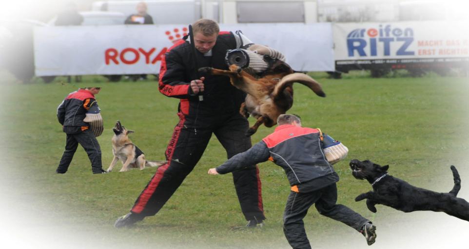 Sportschutzdienst Ritualisierte sportliche Auseinandersetzung zwischen Helfer und Hund, nach strengen genormten Regeln.