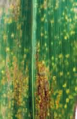 Blattkrankheiten (Helminthosporium-Arten, Kabatiella zeae) Je nach Jahreswitterung und Standortbedingungen können verschiedene Pilzkrankheiten die Blatt flächen des Mais be fal len.