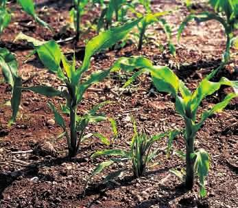 Zu Schäden geringeren Ausmaßes infolge des Larvenfraßes Quelle: Bayer CropScience zählen Fraßlöcher und Fraßrinnen an den Blättern.