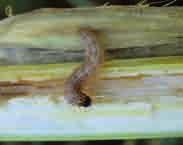 Maiszünsler (Ostrinia nubilalis) In klimatisch günstigeren Gebieten kann der Zünsler den Mais, besonders im Körner- und Zuckermaisanbau, stark gefährden.