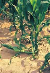 Zu den wichtigsten Nematoden im Mais zählen die Stockoder Stängelälchen.