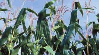 1. Sortenwahl Die Sortenwahl gehört beim Mais zu den wichtigsten ertragsund qualitätsbeeinflussenden Faktoren.