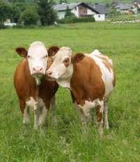 Zuchtviehverkauf Herde ist reinrassig Zucht von Jungkühen und Stieren für andere Mutterkuhbetriebe (z. B. Fleckvieh, Limousin, Charolais.