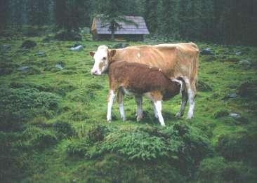 Fütterung der Mutterkuh Zu magere Kühe sind unterversorgt haben niedrigere