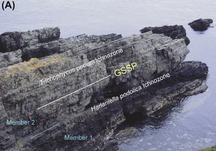 Kambrium (541-485 Ma) Phycodes pedum Basis des Kambriums: