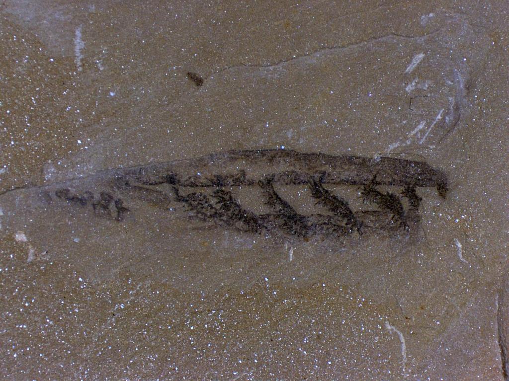 Chengjiang Fossilien Kiemen?
