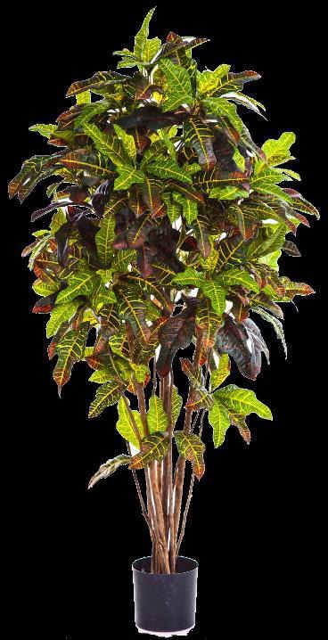 Croton Pictum: 150cm